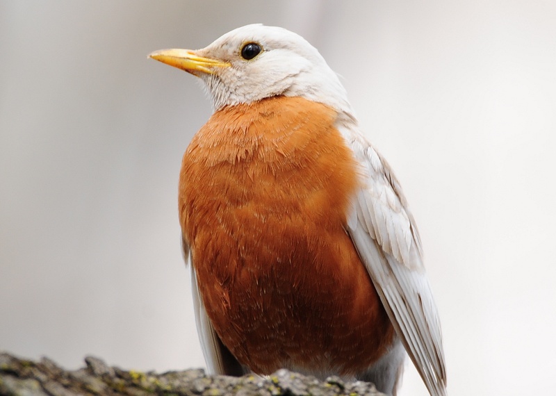 White Robin