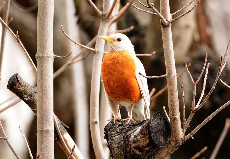 White Robin