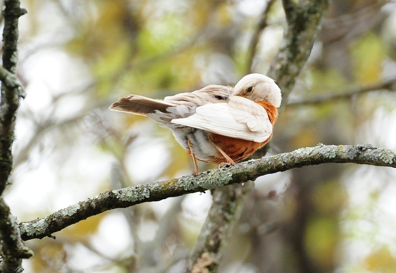 White Robin