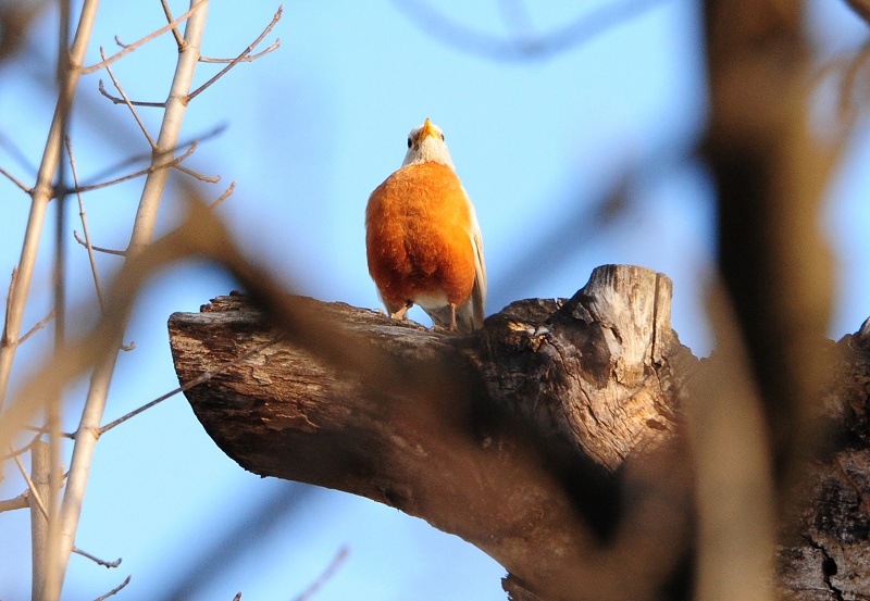 White Robin