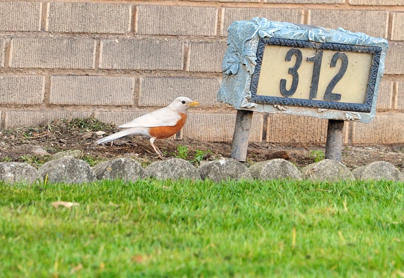 White Robin