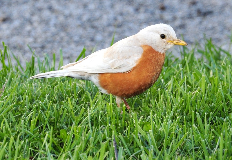 White Robin