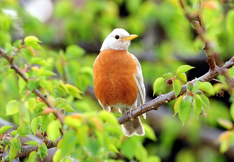 white Robin