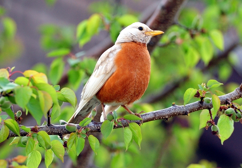 White Robin