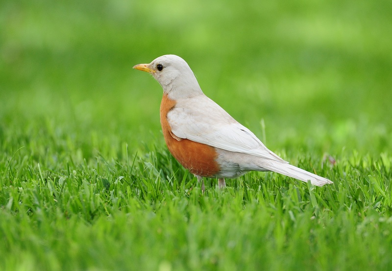 White Robin