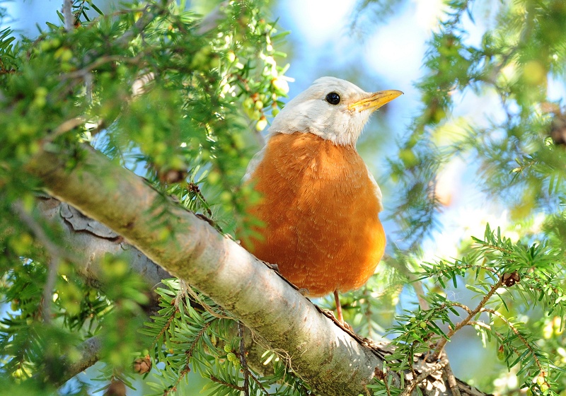 White Robin