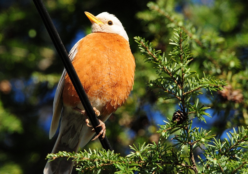 White Robin